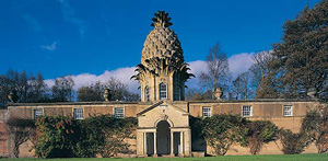 pineapple 1