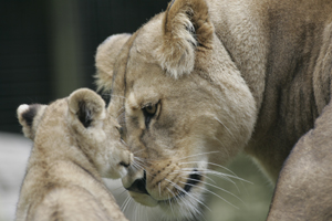 port lympne wild animal park 1
