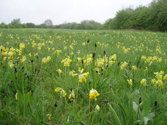 poulter country park 1