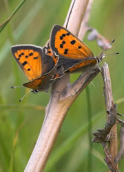 pulborough brooks nature reserve 1