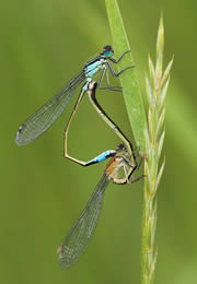 rainham marshes nature reserves 1