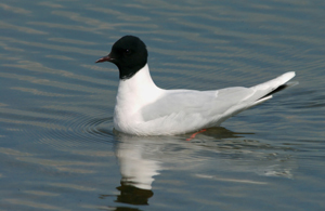 seaforth nature reserve 1