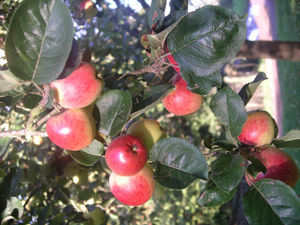 sheppys cider 1