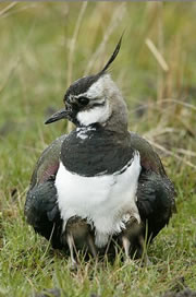 shorne marshes nature reserve 1
