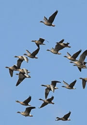 skinflats nature reserve 1