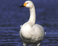 slimbridge 1