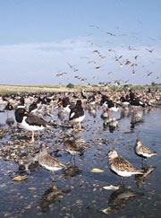 snettisham nature reserve 1