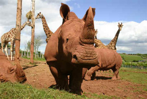 south lakes wild animal park 1