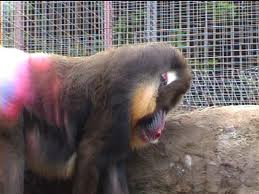 southport zoo  now closed 1