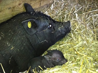 spring barn farm 1