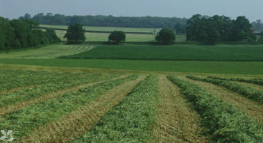 the buscot and coleshill estates 1
