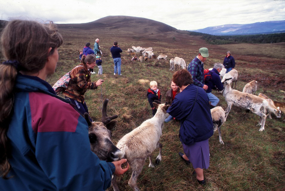 the cairngorm reindeer herd 1