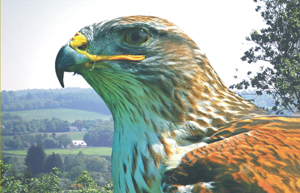 the cornish birds of prey centre 1