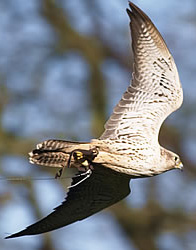 the falconry centre 1