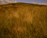 the godolphin estate 1