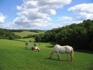 the horse trust 1