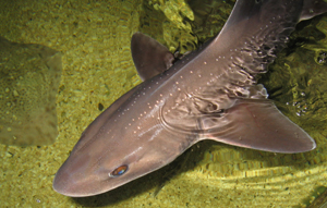 the lake district coast aquarium 1