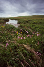 the loons and loch of banks nature reserve 1