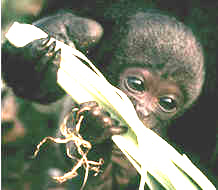 the monkey sanctuary trust 1