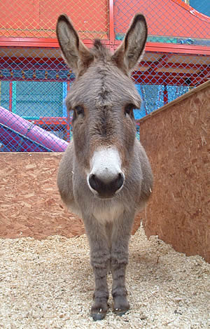 the tamar valley donkey park 1