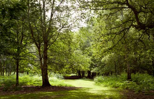 thorndon country park 1