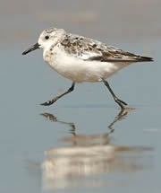 titchwell marsh nature reserve 1
