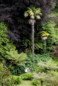 trebah garden 1