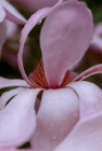 trengwainton garden 1