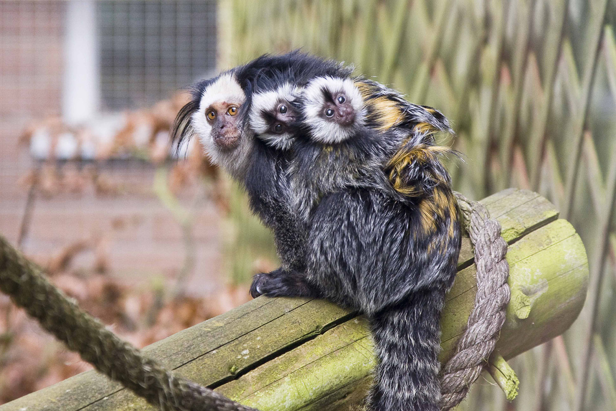 twycross zoo 1