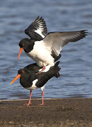 udale bay nature reserve 1