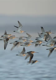 west canvey marshes nature reserve 1