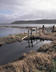 west sedgemoor nature reserve 1