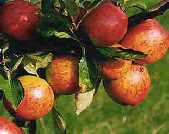 whin hill cider 1