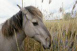 wicken fen national nature reserve 1