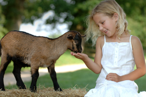 willows farm village 1