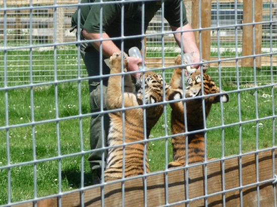 wingham wildlife park 1