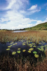 wood of cree nature reserve 1