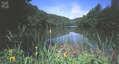 woodchester park 1