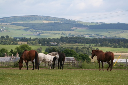 world horse welfare belwade farm 1